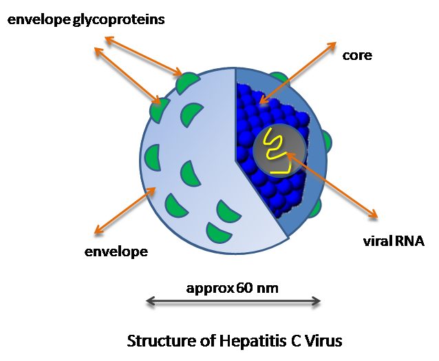 Two Stages of HCV