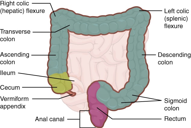 Colon Hydrotherapy