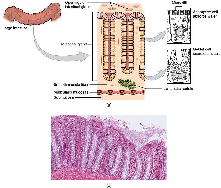 colon hydrotherapy