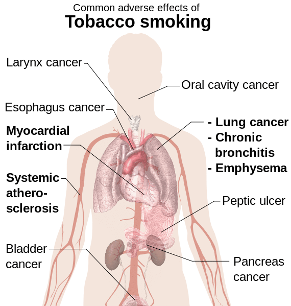 Effects of Tobacco Smoking