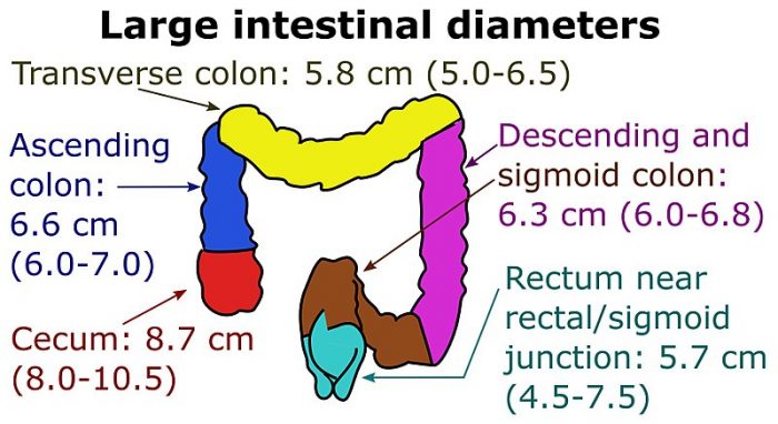 signs the colon