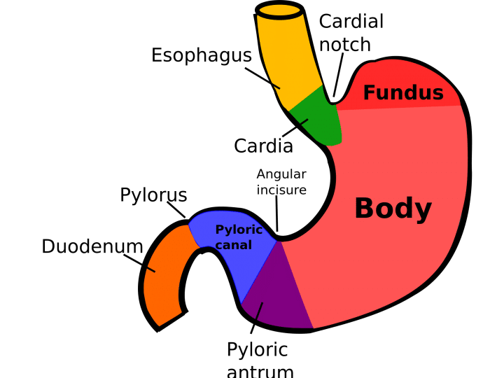 Gastric Issue