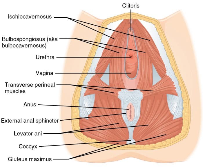 Hernia in Abdomen