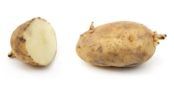 Potato