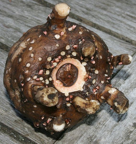 Konjac Glucomannan