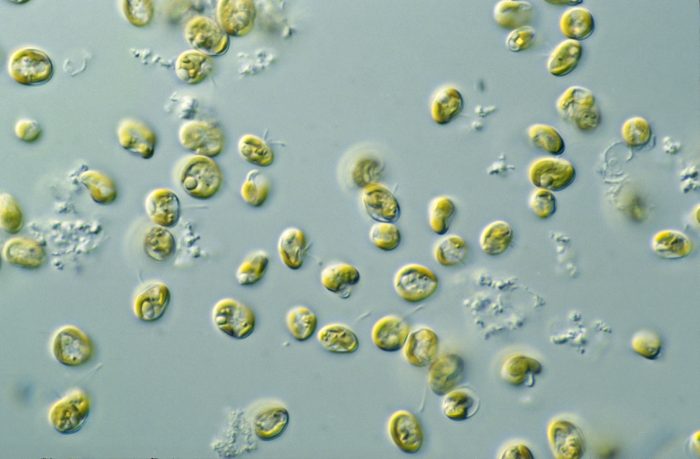 Microalgae