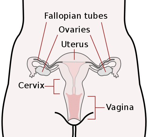 Vaginal odor