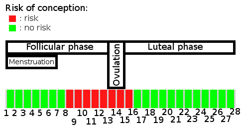 risk of conception of menstruation and ovulation