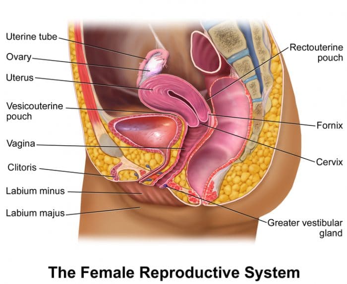 Vaginal Smell