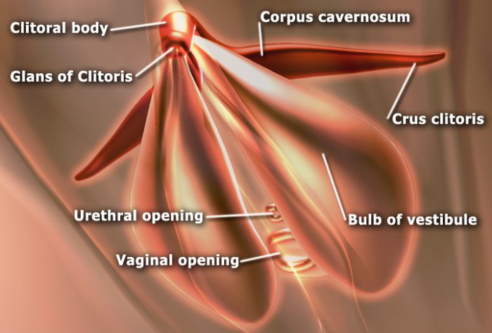 Female Vaginal Anatomy