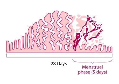 Menstrual Phases