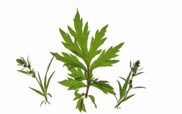 Mugwort Leaf