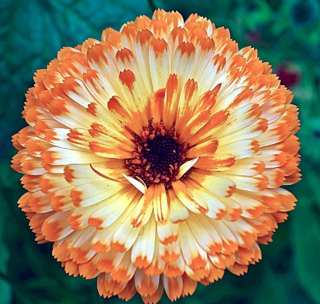 Calendula flower