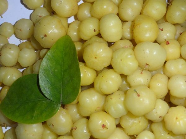 Indian gooseberry