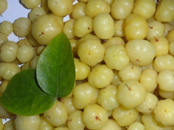 Indian gooseberry