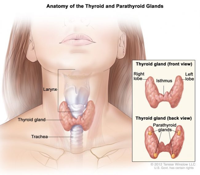 thyroid