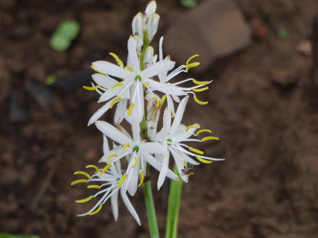 Chlorophytum Borivilianum