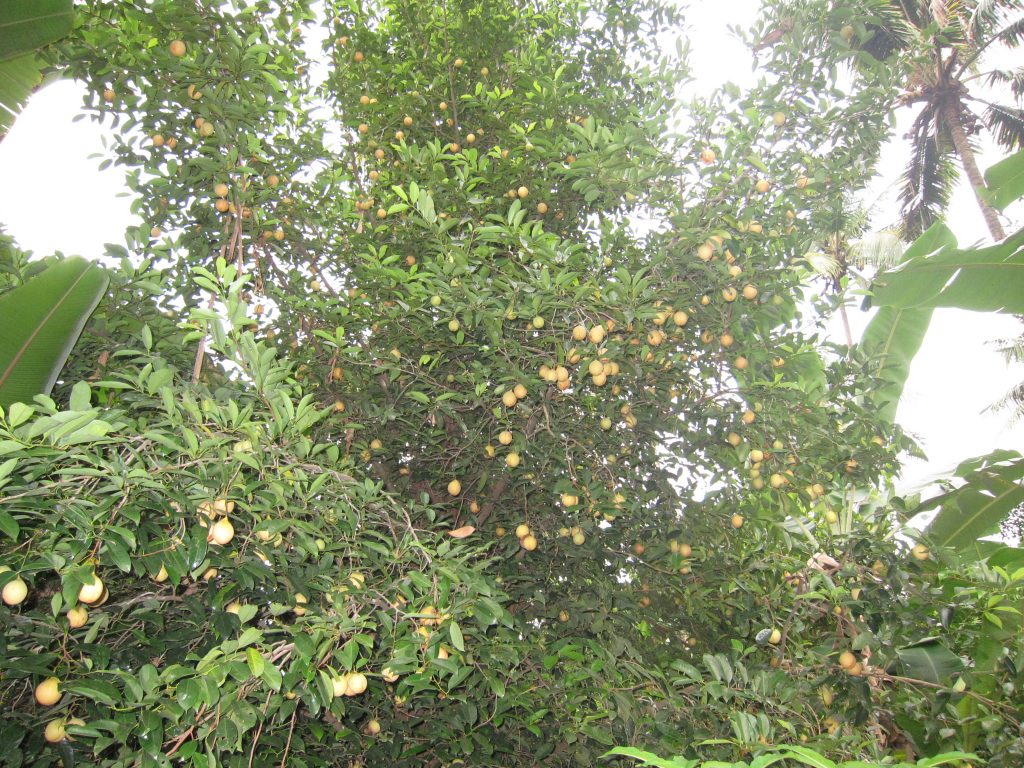 Myristica Fragrans