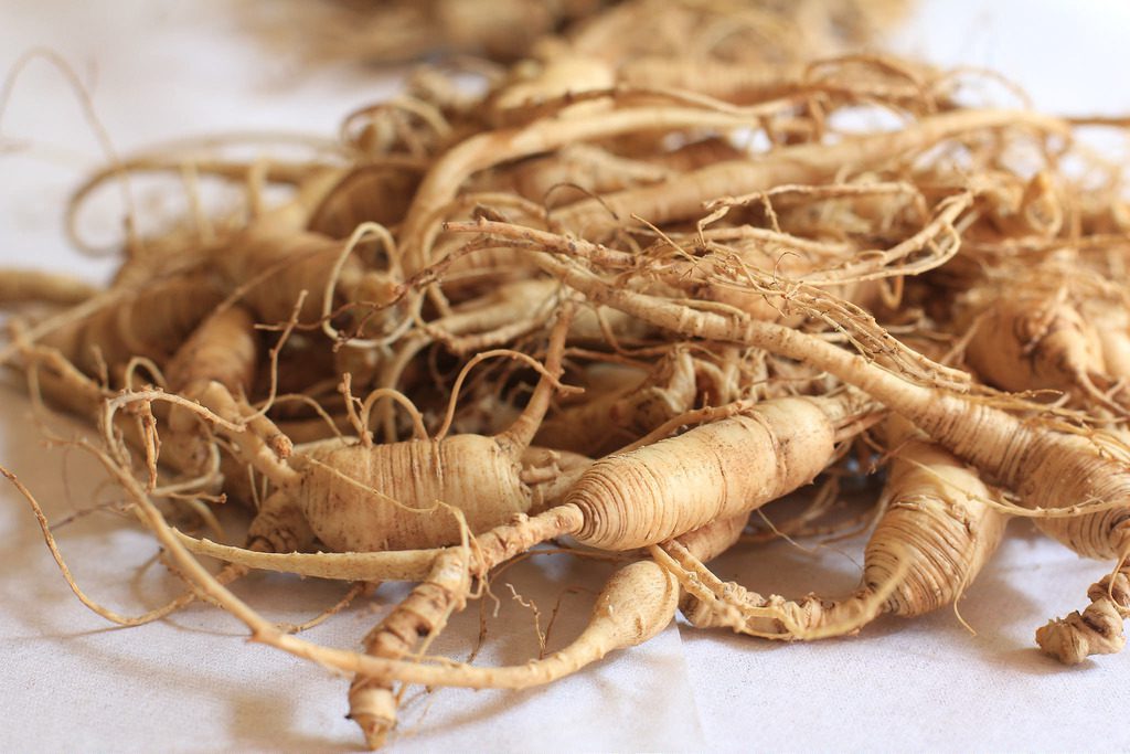 Panax Ginseng