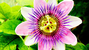 Passionflower