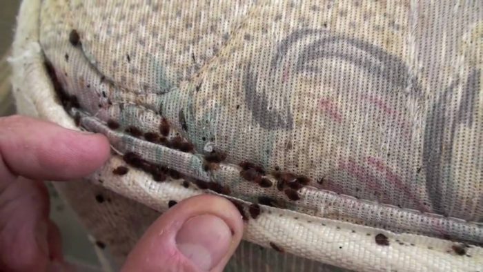 signs of bed bug infestation