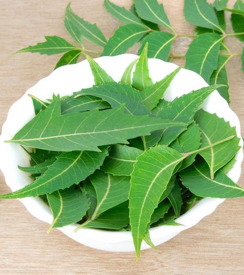 neem leaves