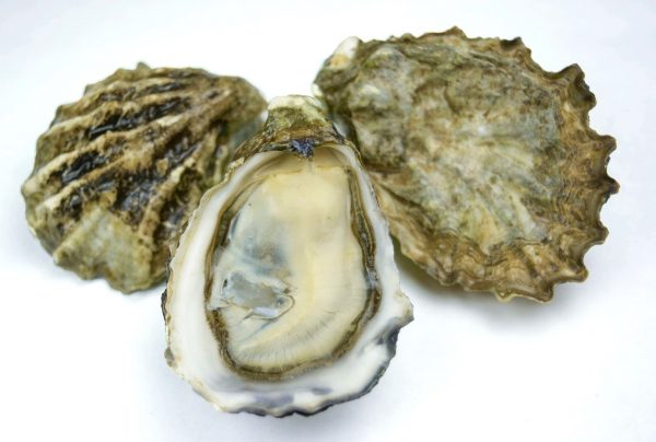 oysters