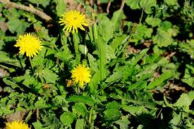 homemade pregnancy test with dandelion leaves