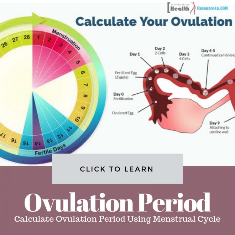 Ovulation Period Using Menstrual Cycle