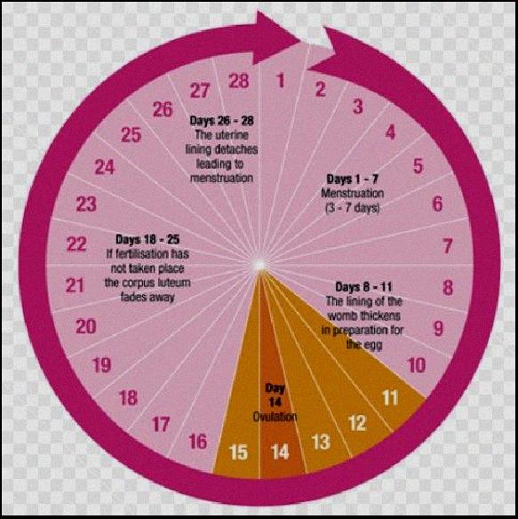 calculate your ovulation period using your menstrual cycle