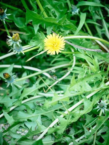 Dandelion leaves