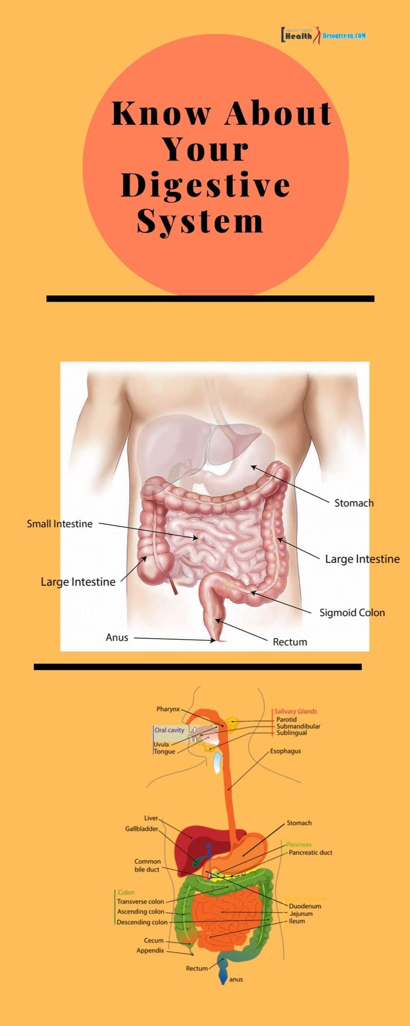 Know About Your Digestive System Infographic