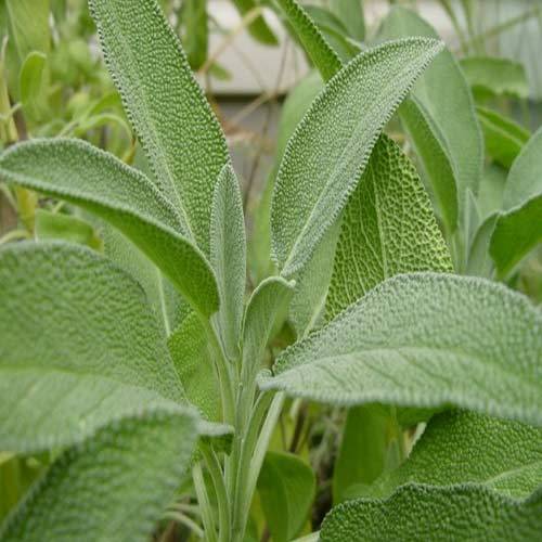 sage leaves