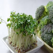 Broccoli Sprouts