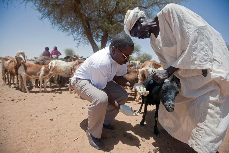 Rift Valley Fever or RVF