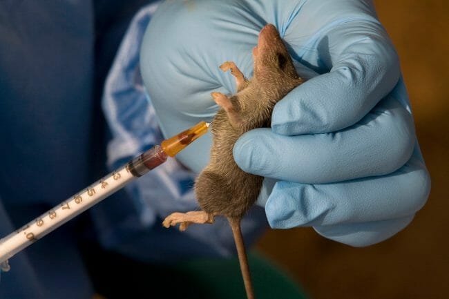 Lassa fever outbreaks