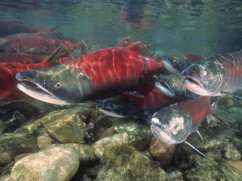 wild salmon