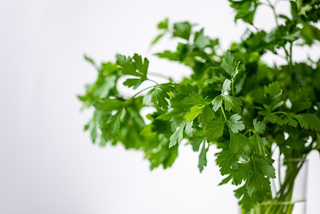 Coriander